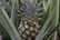 Ananas-Amigo-Mini-Pineapple-Plant-3