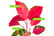 Aglaonema-Red-Zirkon-4