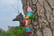 Climbing-Tree-Gnomes-3