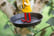 Umbrella-Bird-Feeder-Feeding-Station-3