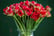  50% Discount Voucher for Tulips 