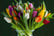  50% Discount Voucher for Tulips 