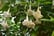 IRELAND-Brugmansia-'Angel's-Trumpet'---mix-of-3-3