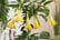 IRELAND-Brugmansia-'Angel's-Trumpet'---mix-of-3-4