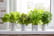 Embark on a Green Journey with Our Online Creative Indoor Mini Gardens Course!