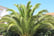 PALM_PHOENIX_W50628