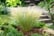 Ornamental-grasses-package-1