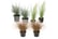 Ornamental-grasses-package-2