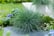 Ornamental-grasses-package-4