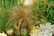 Ornamental-grasses-package-5