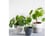 Pilea3.jpg1689845507074