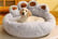 Fluffy-Paw-Shaped-Pet-Sofa-Bed-2