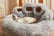Fluffy-Paw-Shaped-Pet-Sofa-Bed-6