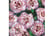 Dianthus-G1692103807360