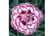 Dianthus-G1692103808845