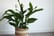 upto-3-Peace-Lily-Houseplants-3