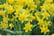 daffs-2.jp1692705710095