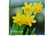 daffs.jpg1692705712792