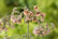 Allium-Nectaroscordum-Siculum-1