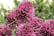 Bulb-Garden-Pink-8