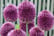 Bulb-Garden-Pink-10