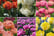 Tulip-Royal-Palace-Doubles-Collection-30-Bulbs-1