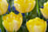 Tulip-Royal-Palace-Doubles-Collection-30-Bulbs-4