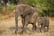 Elephant Adoption - Digital Pack - Support Conservation - David Shepherd Wildlife Foundation