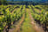 780404Vineyard Tour & Wine Tasting