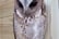 bird-encounter-small-owl