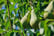 PEAR_CONFERENC_L38054