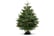 Fresh-Cut-Christmas-Tree-2