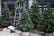 Fresh-Cut-Christmas-Tree-5