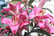 Tree lilies Pink Explosion 2013a_TMKC