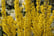 32384276-Forsythia-Mikador-8cm-Pot-2