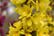 32384276-Forsythia-Mikador-8cm-Pot-4