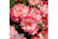 BEGONIA-NO1709650724443