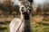 Alpaca Meet, Feed & Greet Session - For 1, 2 or 4 People 