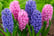 32870978-Hyacinth-Pink-&-Blue-Bubblegum-Plants-in-Bud-Pack-of-10-1