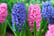32870978-Hyacinth-Pink-&-Blue-Bubblegum-Plants-in-Bud-Pack-of-10-4