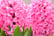 32870978-Hyacinth-Pink-&-Blue-Bubblegum-Plants-in-Bud-Pack-of-10-3