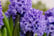 32870978-Hyacinth-Pink-&-Blue-Bubblegum-Plants-in-Bud-Pack-of-10-5