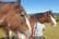 Walk with Two Clydesdale Horses for up to 6 People for 2 Hrs - Buchlyvie