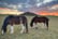 Walk with Two Clydesdale Horses for up to 6 People for 2 Hrs - Buchlyvie