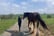 Walk with Two Clydesdale Horses for up to 6 People for 2 Hrs - Buchlyvie