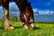 Walk with Two Clydesdale Horses for up to 6 People for 2 Hrs - Buchlyvie