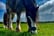 Walk with Two Clydesdale Horses for up to 6 People for 2 Hrs - Buchlyvie