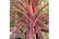 CORDYLINE-1715873694879