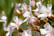 White-Oleander-Bush-2