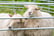 SHEEP IMAGE 1